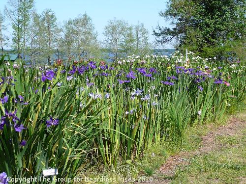 Iris view (4)